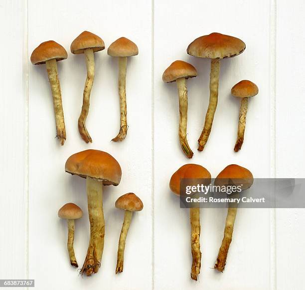 autumn knolling  - hypholoma sublateritium stock pictures, royalty-free photos & images