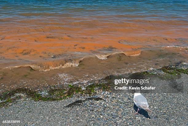 Red Ride Ocean 547 Red Tide Ocean Stock Photos, High-Res Pictures, and Images - Getty ...