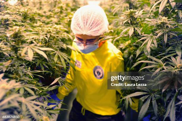 An expert grower woman employee works in a greenhouse with cannabis produced by the Italian Army at Stabilimento Chimico Farmaceutico Militare on May...