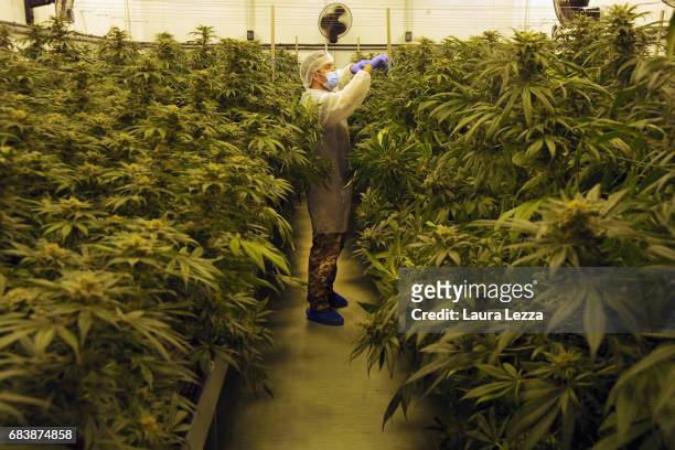 Military officer works in a greenhouse with cannabis produced by the Italian Army at Stabilimento Chimico Farmaceutico Militare on May 16, 2017 in...