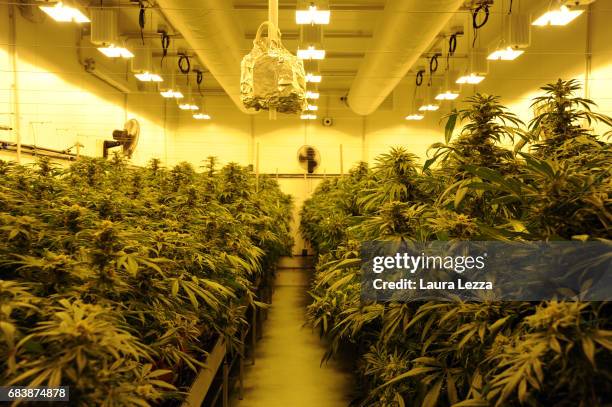 Greenhouse with cannabis produced by the Italian Army at Stabilimento Chimico Farmaceutico Militare is displayed on May 16, 2017 in Florence, Italy....