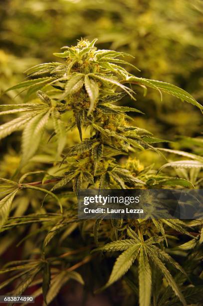 Buds of cannabis produced by the Italian Army at Stabilimento Chimico Farmaceutico Militare is displayed inside a greenhouse on May 16, 2017 in...