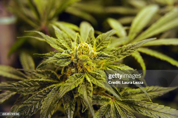 Buds of cannabis produced by the Italian Army at Stabilimento Chimico Farmaceutico Militare is displayed inside a greenhouse on May 16, 2017 in...