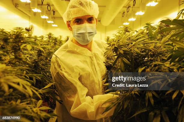 Military officer works in a greenhouse with cannabis produced by the Italian Army at Stabilimento Chimico Farmaceutico Militare on May 16, 2017 in...