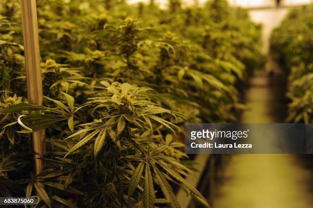 Greenhouse with cannabis produced by the Italian Army at Stabilimento Chimico Farmaceutico Militare is displayed on May 16, 2017 in Florence, Italy....
