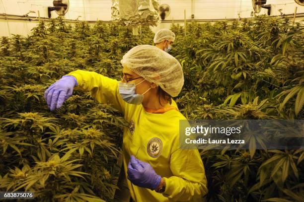 Military officer and an expert grower woman employee work in a greenhouse with cannabis produced by the Italian Army at Stabilimento Chimico...