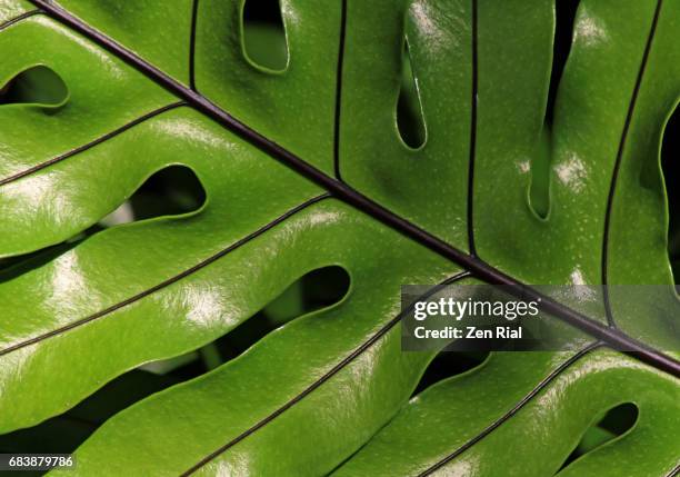 close-up of a single large tropical fern-like leaf - farn stock-fotos und bilder