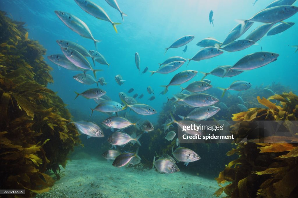 School of trevally