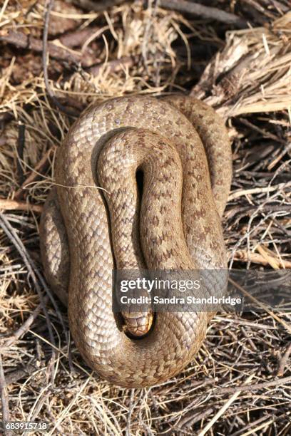 a rare smooth snake (coronella austriaca) coiled up in the undergrowth. - coronella austriaca stock pictures, royalty-free photos & images
