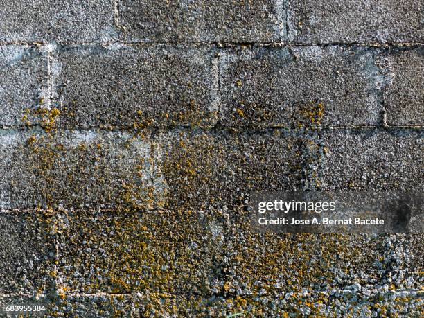 full frame of the ancient wall of bricks with dampness and dirty in the field, with mold and yellow moss due to humidity - damp wall stock pictures, royalty-free photos & images