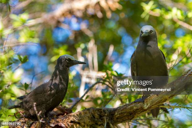 brown noddy-noddi brun (anous stolidus) - noddy tern bird stock pictures, royalty-free photos & images