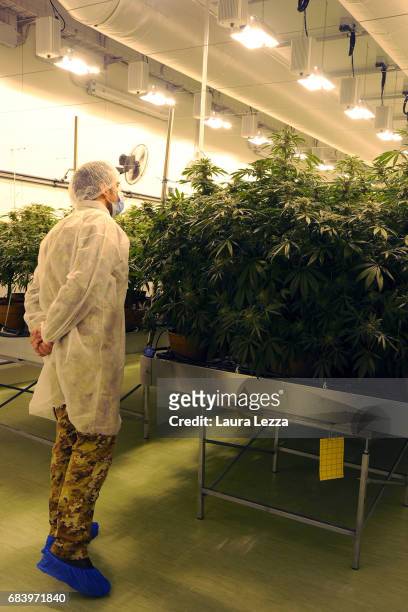 Military officer works in a greenhouse with cannabis produced by the Italian Army at Stabilimento Chimico Farmaceutico Militare on May 16, 2017 in...