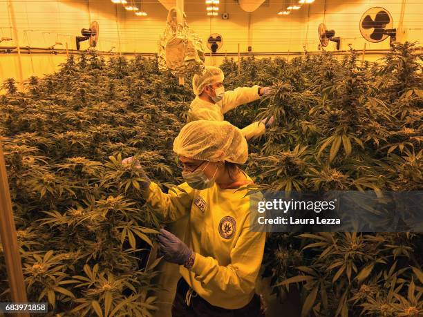 Military officer and an expert grower woman employee work in a greenhouse with cannabis produced by the Italian Army at Stabilimento Chimico...