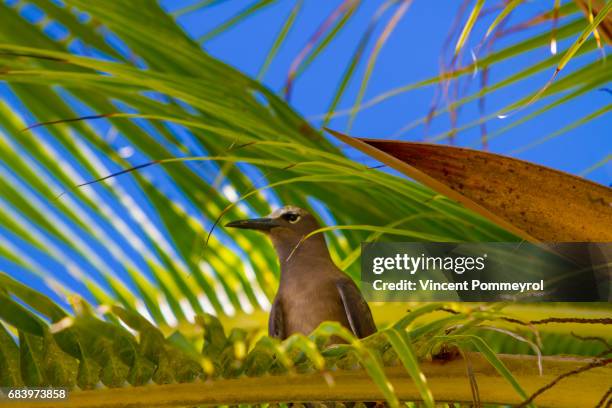 brown noddy-noddi brun (anous stolidus) - noddy tern bird stock pictures, royalty-free photos & images