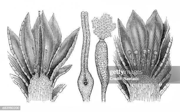 funaria hygrometrica (bonfire moss or common cord-moss) - flower cross section stock illustrations