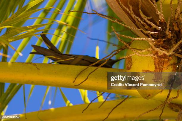 brown noddy-noddi brun (anous stolidus) - noddy tern bird stock pictures, royalty-free photos & images