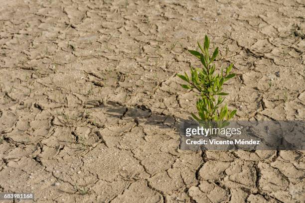 a plant in cracked soil - terreno 個照片及圖片檔