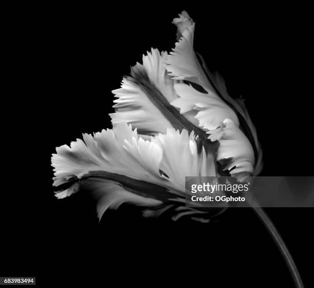monochrome parrot tulip on a black background - ogphoto stock pictures, royalty-free photos & images