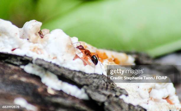 Anto Tree 254 Ant Tree Stock Photos, High-Res Pictures, and Images - Getty Images