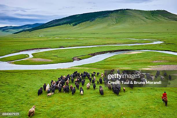 mongolia, yak herdsman - steppe stock pictures, royalty-free photos & images