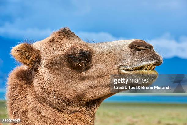 mongolia, bactrian camel - kameelkleurig stockfoto's en -beelden
