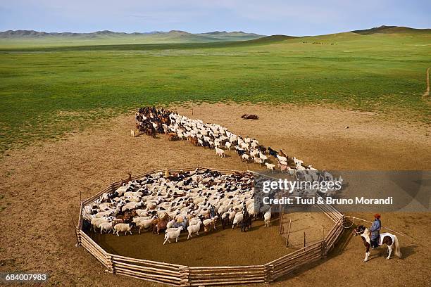mongolia, sheepherd, horserider - recinto foto e immagini stock