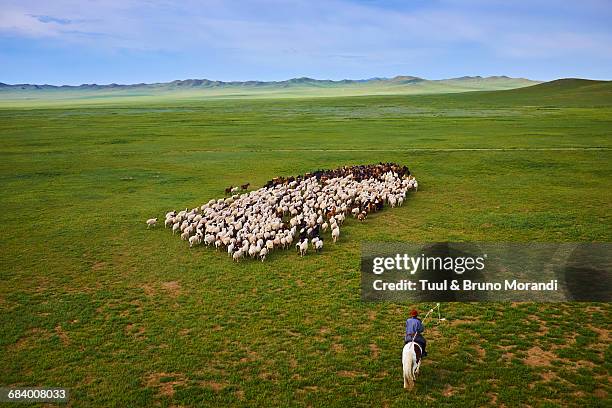 mongolia, sheepherd, horserider - hirte stock-fotos und bilder