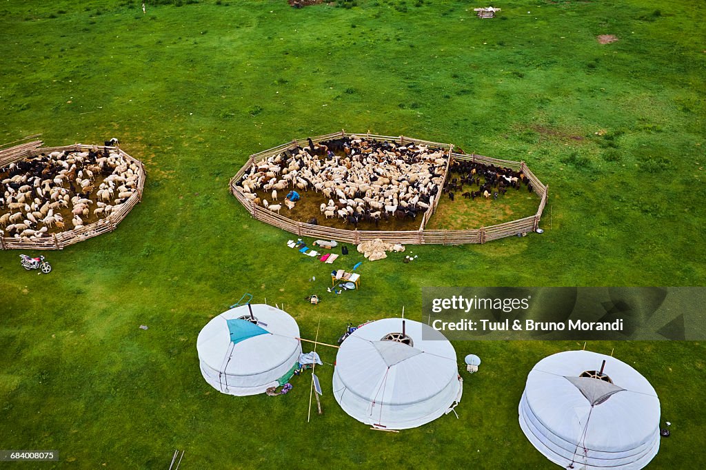 Mongolia, yurt nomad camp