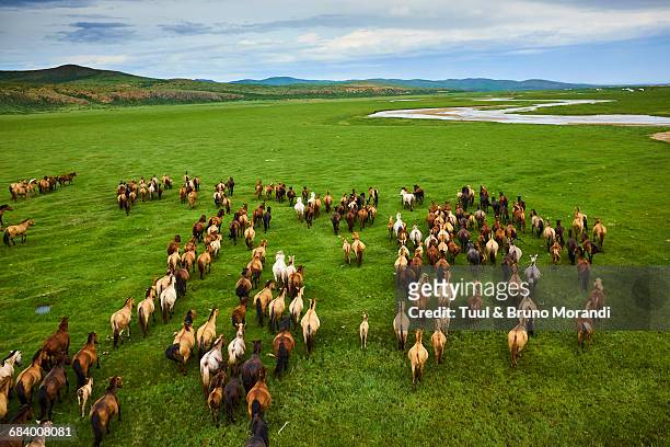 mongolia, horse's herd, horserider - ステップ地帯 ストックフォトと画像