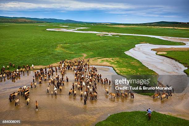 mongolia, horse's herd, horserider - semi arid stock pictures, royalty-free photos & images
