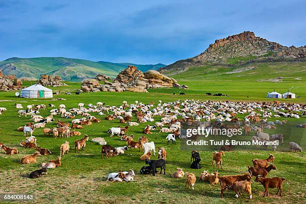 mongolia, nomad camp, yurt - semiarid stock pictures, royalty-free photos & images