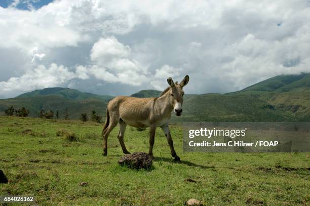 donkey standing on grassy land - asino animale foto e immagini stock