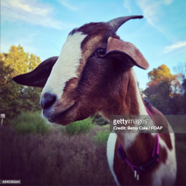 close-up of goat - goat wearing collar stock-fotos und bilder
