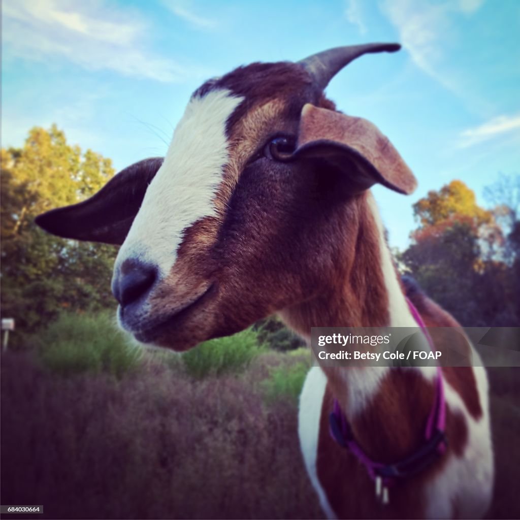 Close-up of goat