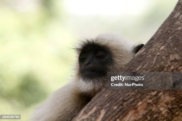 Wild monkeys sleeps in the shadow of a tree to beat the beat inside the Khandagiri Cave hills outskirts of the eastern Indian state Odisha's capital...