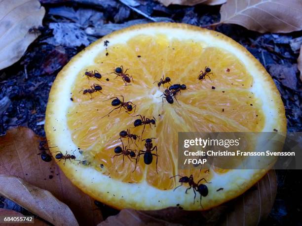 ants on a sliced orange - ant close up stock pictures, royalty-free photos & images
