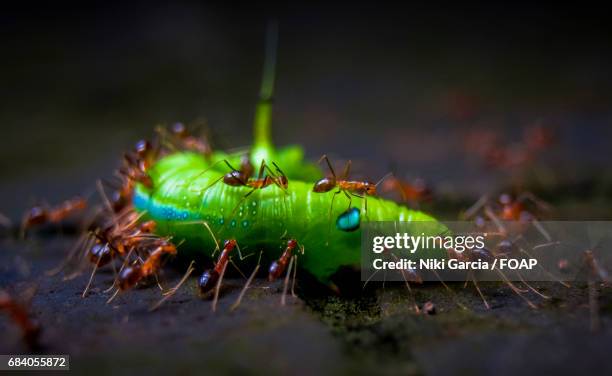 ants killing caterpillar - killing ants stock pictures, royalty-free photos & images