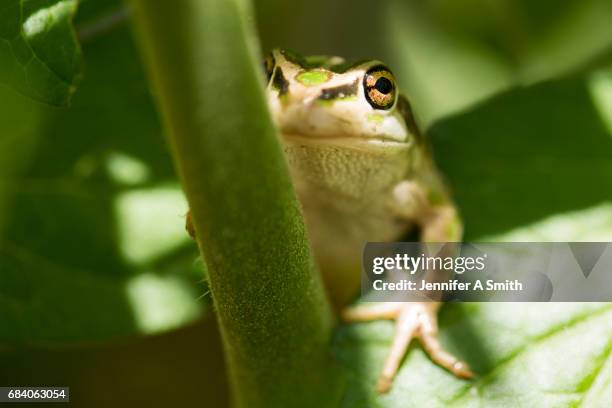 256 Frog Racing Stock Photos, High-Res Pictures, and Images - Getty Images
