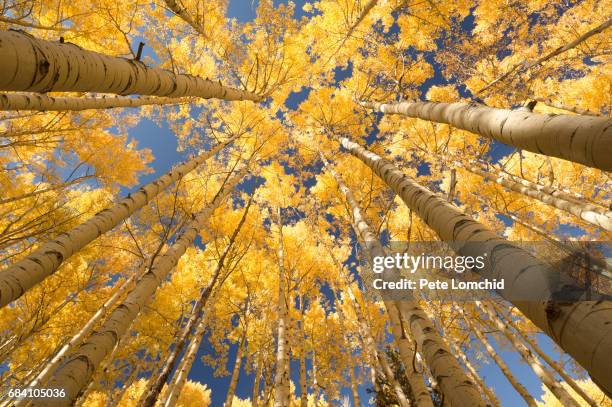 aspen forest looking up - american aspen tree stock pictures, royalty-free photos & images