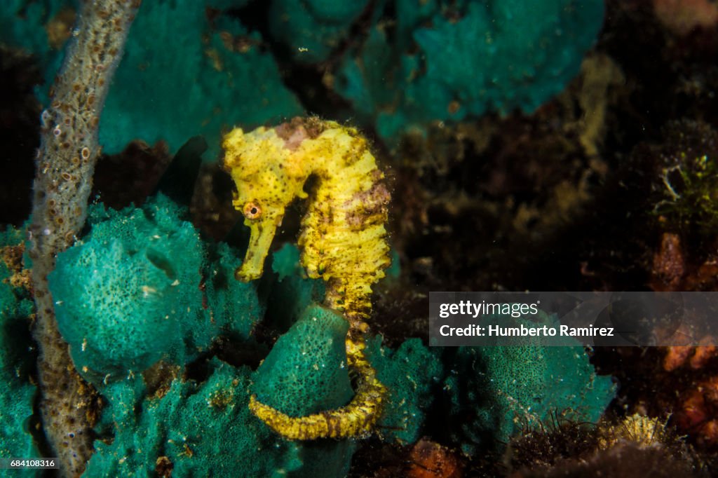 Longsnout Seahorse.