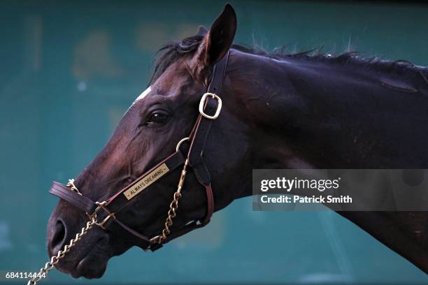 Kentucky Derby winning horse Always Dreaming is bathed following a training session for the upcoming Preakness Stakes at Pimlico Race Course on May...