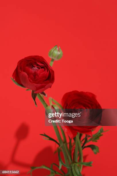 red red ranunculus on red background - buttercup family stock pictures, royalty-free photos & images