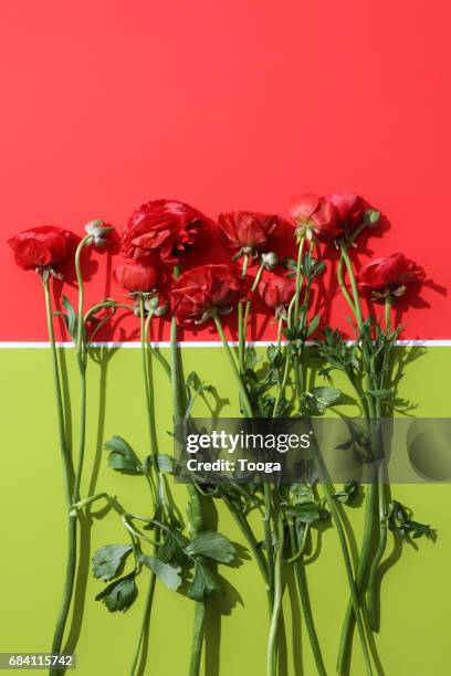 Red ranunculus on red and green background