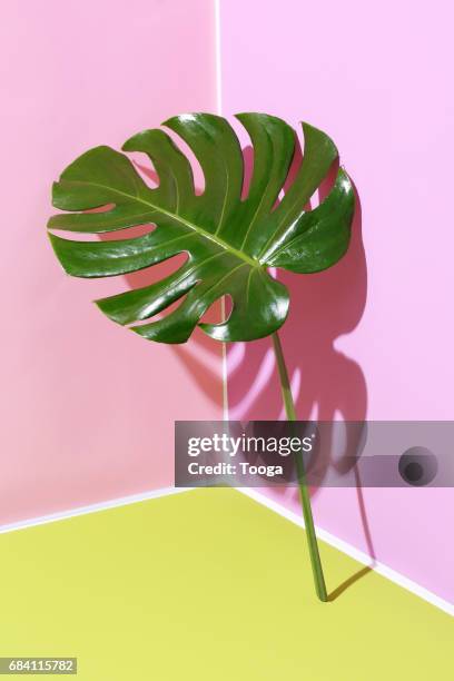monstera leaf leaning on graphic background - monstera foto e immagini stock