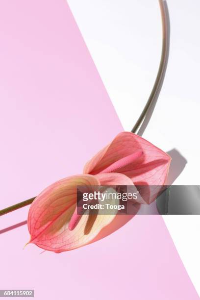 Two Call Lilies on pink and white background