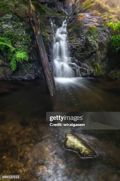 deep forest waterfall - shedd brook stock pictures, royalty-free photos & images