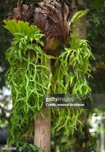 kraechgasida plant - elkhorn fern stock pictures, royalty-free photos & images