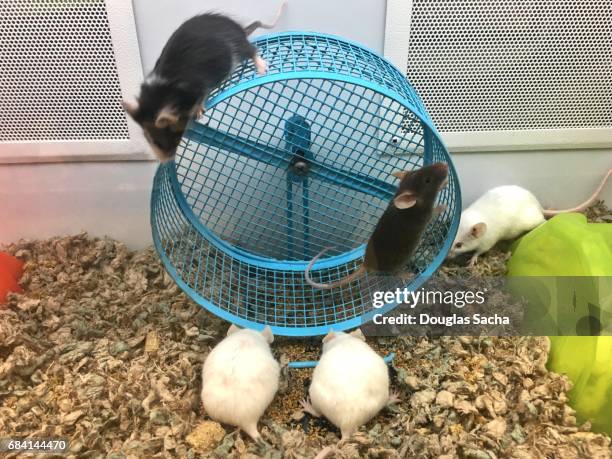 pet store mice running on the excercise wheel (mus musculus). - cage stock pictures, royalty-free photos & images