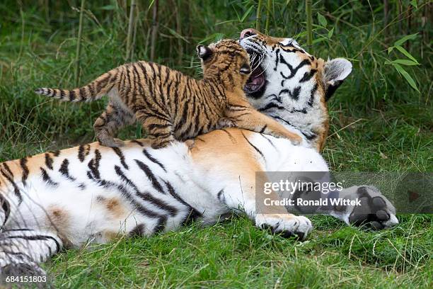 Baby Tigers Playing Photos and Premium High Res Pictures - Getty Images