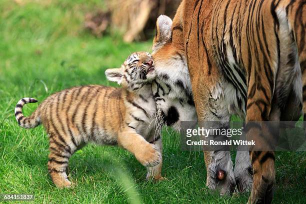 sibirien tiger - tiger cub - fotografias e filmes do acervo